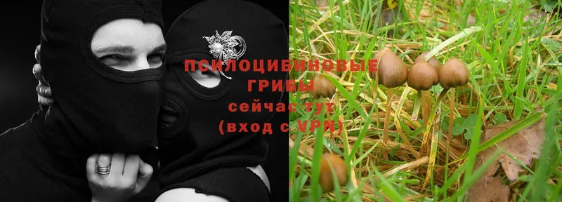 Псилоцибиновые грибы Magic Shrooms  Новоуральск 